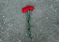 Red carnations flowers lie on pavement, symbol, rest in peace