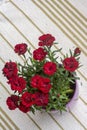 Red Carnations Flowers in a pot