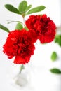 Red carnations in glass vase on white background. Selective focus. Royalty Free Stock Photo