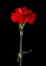Red carnations isolated on a black background Royalty Free Stock Photo