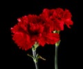 Red carnations isolated on a black background Royalty Free Stock Photo