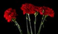 Red carnations isolated on a black background Royalty Free Stock Photo