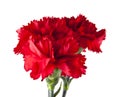 Red carnations isolated on white background Royalty Free Stock Photo
