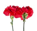 Red carnations isolated on white background Royalty Free Stock Photo