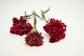 Red carnations isolated white background. Royalty Free Stock Photo