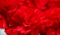 Red carnations, macro, sweet william