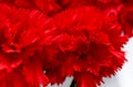 Red carnations, macro, sweet william