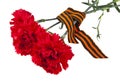 Red carnations and ribbon isolated on white background Royalty Free Stock Photo