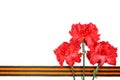 Red carnations with St. George`s ribbon isolated on white background. May 9 day of victory in the great Patriotic war of 1941-194 Royalty Free Stock Photo