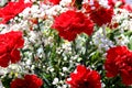 Red carnations stand in a bouquet in the sunlight
