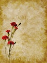 Red Carnations Texture