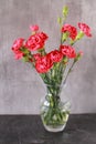 Beautiful small red carnations in a vase Royalty Free Stock Photo