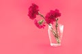 Red carnations in vase on a red background. Greeting card. Royalty Free Stock Photo