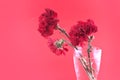 Red carnations in vase on a red background, selective focus. Royalty Free Stock Photo