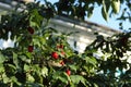 Red carnelian cherries or dogwood on a branch. On the branches are many berries of dogwood