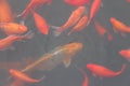 Red carp fish. Royalty Free Stock Photo