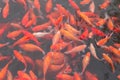 Red carp fish. Royalty Free Stock Photo