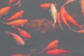 Red carp fish. Royalty Free Stock Photo