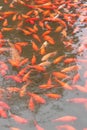 Red carp fish. Royalty Free Stock Photo