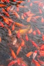 Red carp fish. Royalty Free Stock Photo