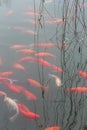 Red carp fish. Royalty Free Stock Photo