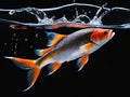red carp in a water with bubbles on a black background Royalty Free Stock Photo