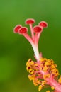 Red carpel of the Hibiscus flowers