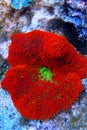 Red Carpet Anemone - Stichodactyla gigantea