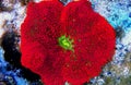 Red Carpet Anemone - Stichodactyla gigantea