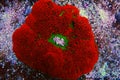 Red Carpet Anemone - Stichodactyla gigantea