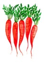 Red carrots with green leaves. Vertically located on a white background. Watercolor. Royalty Free Stock Photo