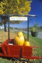 Red cart filled with pumpkins Royalty Free Stock Photo