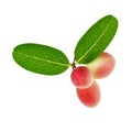 Red carunda or karonda with leaf isolated