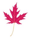 Red carved four-dimensional maple tree leaf on a white background