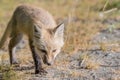Red Cascade Fox on the prowl Royalty Free Stock Photo