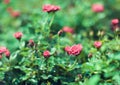 Cascade miniature rose bred Close up of red mini roses Royalty Free Stock Photo