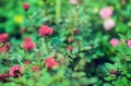 Red Cascade miniature rose bred of red mini roses