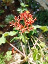 Red Castor Flower & x28;Jatropha gossypiifolia& x29; Royalty Free Stock Photo