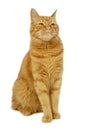 Red cat Royalty Free Stock Photo