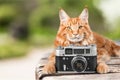 Adorable red cat with camera on light background Royalty Free Stock Photo