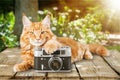 Adorable red cat with camera on light background Royalty Free Stock Photo