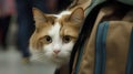 Red cat in a backpack on the background of people walking in the airport Royalty Free Stock Photo