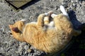 Red cat basking in the sun. A pet walks near the house on a Sunny day Royalty Free Stock Photo