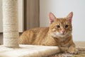 Red cat and beige scratching post close up Royalty Free Stock Photo