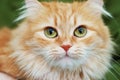 Red cat with big green eyes Royalty Free Stock Photo