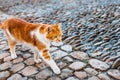 red cat with big green eyes Royalty Free Stock Photo