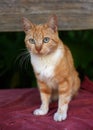 Red cat with blue eyes is sitting on the wooden bench Royalty Free Stock Photo