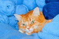 Red cat in blue threads