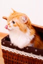 Red cat in box Royalty Free Stock Photo