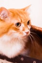 Red cat in box Royalty Free Stock Photo